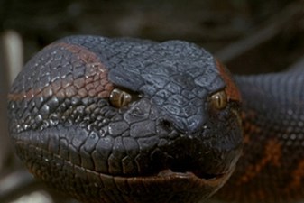 Mỹ tiến hành thử nghiệm mẫu robot sông Anaconda